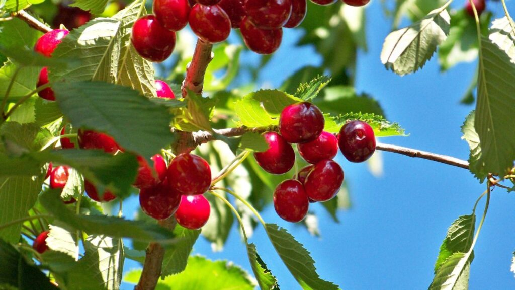 Bing Cherries