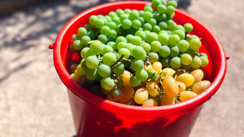 Grapes