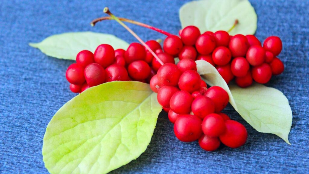 Red Berries for Pancreatitis
