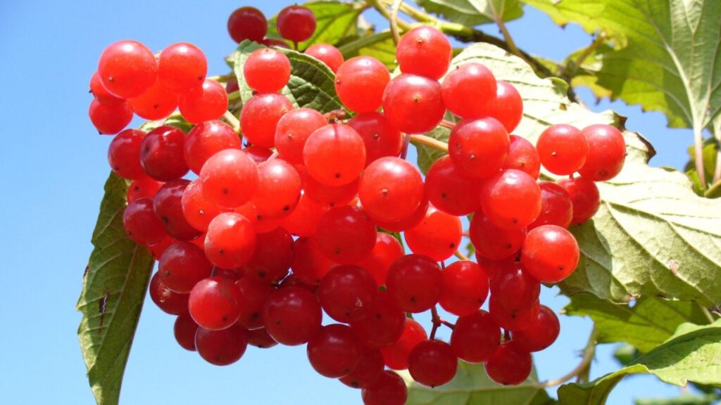 Natural Boost for Urinary Health